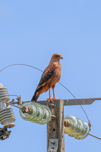 Savanna Hawk