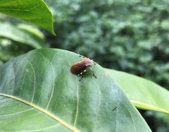 Aetalion reticulatum