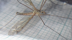 Tipula varipennis