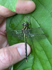Phanogomphus oklahomensis