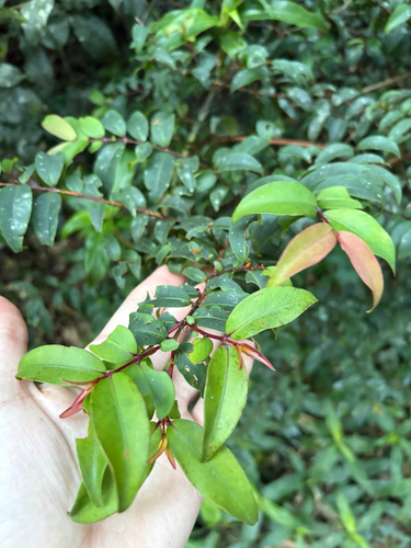 Pilidiostigma glabrum observed 2026-08-29