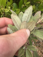 Rhododendron canadense