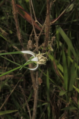 Rhynchospora nervosa