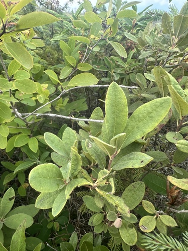 Rhododendron canadense, photograph 2