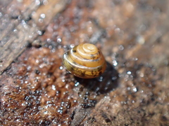 Euconulus fulvus