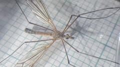 Tipula varipennis