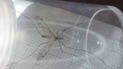 Tipula varipennis