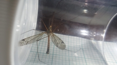 Tipula varipennis