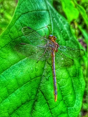 Phanogomphus oklahomensis