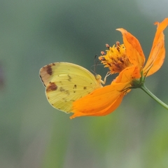 Pyrisitia leuce leuce