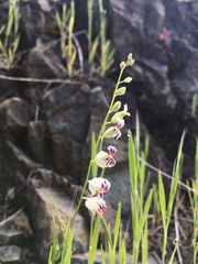 Streptanthus glandulosus secundus