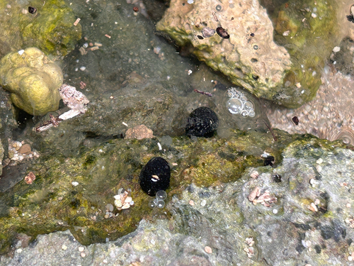 Neritina neglecta observed 2026-08-01
