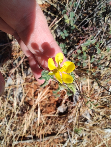Chamaecrista symonii