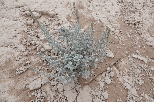 Longleaf Wormwood