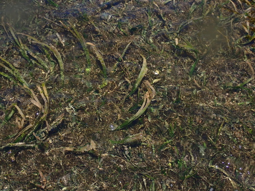 Enhalus acoroides observed 2026-08-23