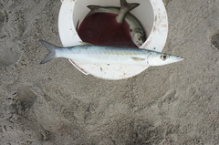 Sphyraena guachancho