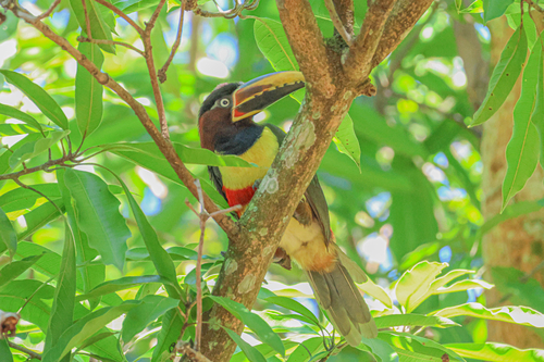 Chestnut-eared Aracari