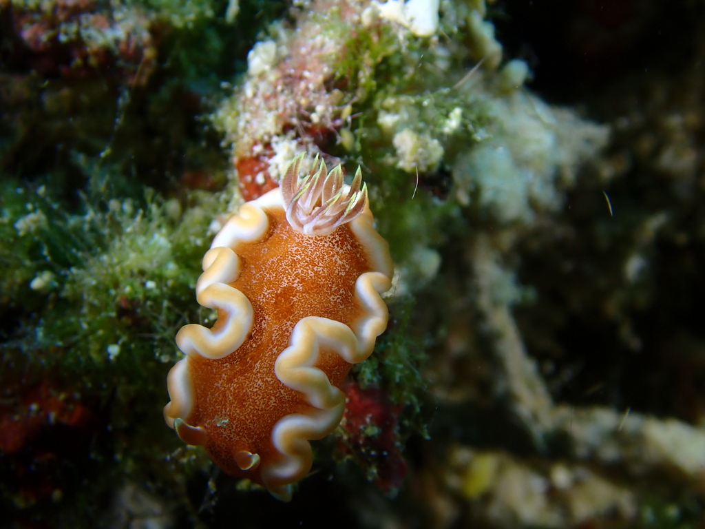 Caramel Nudibranch