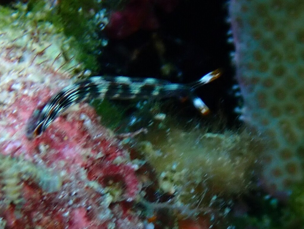 Slender Sap Sucking Slug