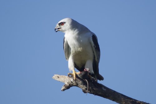 Black-shouldered Kite