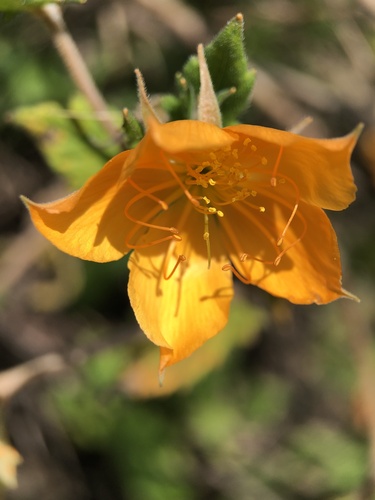 Mentzelia hispida, photograph 1