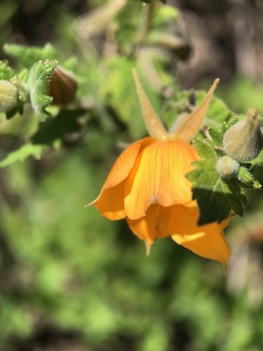 Mentzelia hispida, photograph 2