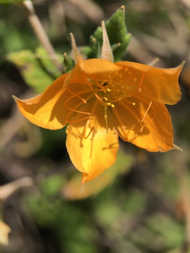 Mentzelia hispida, photograph 4