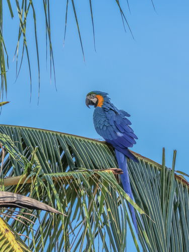 Blue-and-yellow Macaw