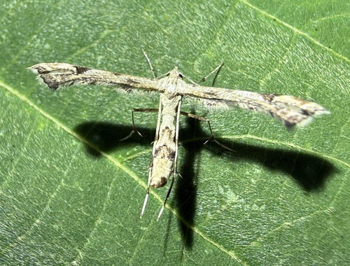 Platyptilia farfarellus, 2026-08-30