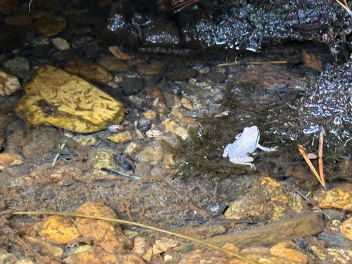 iNaturalist observation photo of Frogs and Toads