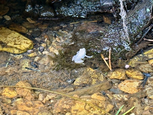 iNaturalist observation photo of Frogs and Toads