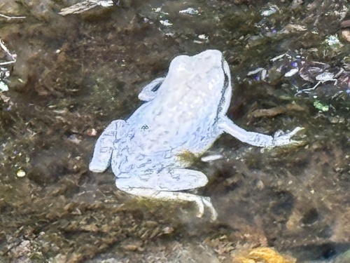iNaturalist observation photo of Pacific chorus frog