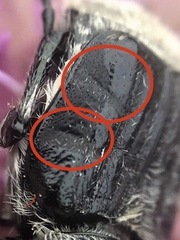 Trichiotinus texanus