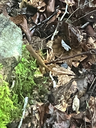 Eastern Newt