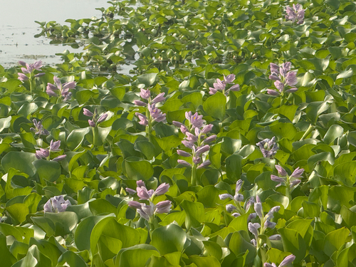 common water hyacinth