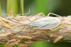 Acetropis longirostris