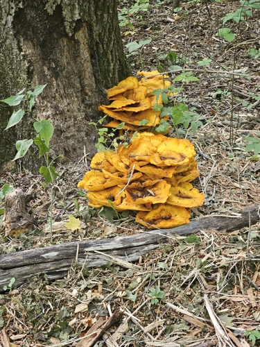 Eastern American jack-o'-lantern