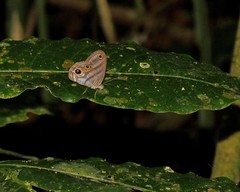 Chloreuptychia hewitsonii