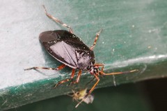 Deraeocoris trifasciatus