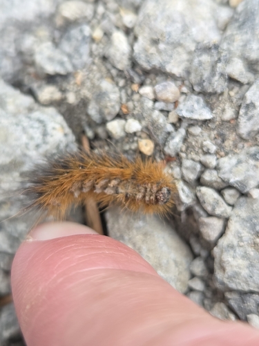iNaturalist observation photo of Owlet Moths and Allies