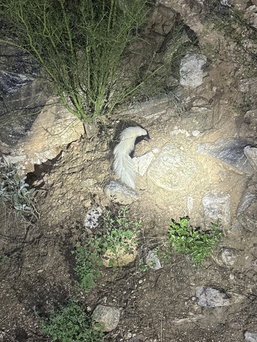 American Hog-nosed Skunk observed by tothemax