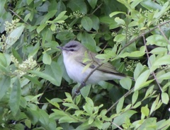 Vireo olivaceus