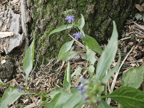tall bellflower