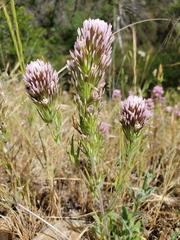 Castilleja lineariloba