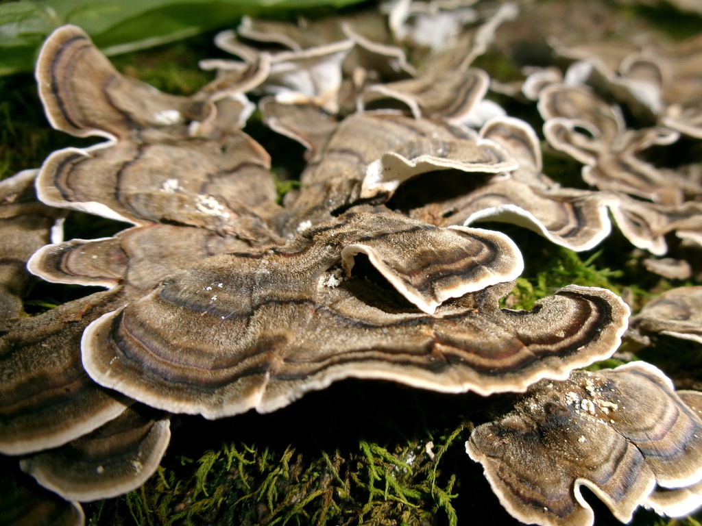 turkey-tail · August 2026 · photo: Photo: no rights reserved · iNaturalist