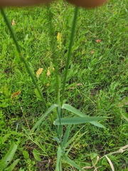 Phalaris caroliniana