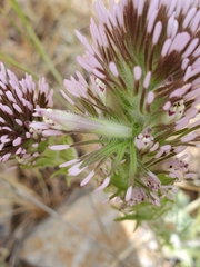 Castilleja lineariloba