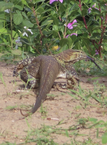 Nile Monitor