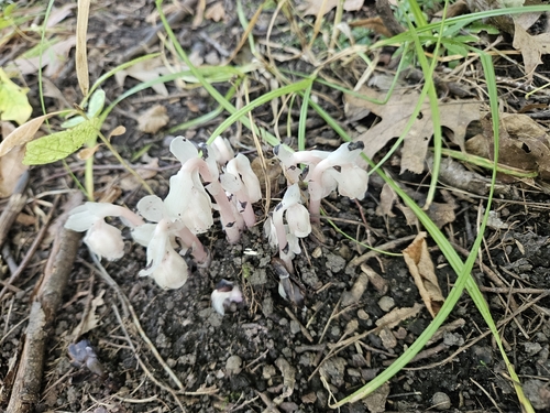 Ghost Pipe