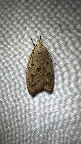 Gold-striped Leaftier Moth (Machimia tentoriferella)